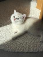 Britse korthaar kittens, Meerdere dieren, Ontwormd, 0 tot 2 jaar