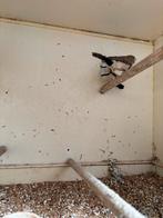 Bichenowastrilde koppels wildkleur en bruin, Meerdere dieren