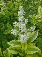 **ACTIE** Ligustrum ovalifolium aureum, Bonte liguster, Ophalen of Verzenden, Liguster, Struik, Minder dan 100 cm
