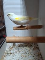 Geel mozaïek pop 2025, Dieren en Toebehoren, Vogels | Kanaries, Vrouwelijk, Kleurkanarie