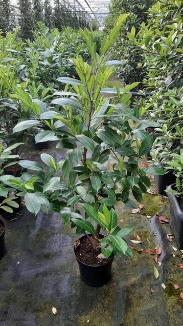 80 Hoge laurierhaag haaglaurier Rotundifolia 100-125 cm hoog beschikbaar voor biedingen