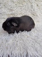 Gladhaar cavia's, Dieren en Toebehoren, Knaagdieren, Meerdere dieren, Cavia, Voor 1 juli 2024, Tam