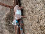 Te Koop jonge Dwerggeit, Dieren en Toebehoren, Schapen, Geiten en Varkens, Vrouwelijk, Geit
