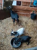 Dwerg geit met 2 jonkies, Dieren en Toebehoren, Schapen, Geiten en Varkens, Meerdere dieren, Geit