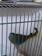 2 turquoise parkieten, poppen samen €55, Dieren en Toebehoren, Vrouwelijk, Parkiet