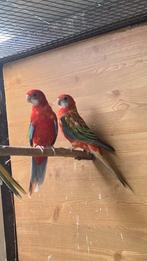 Rosella’s, Dieren en Toebehoren, Vogels | Parkieten en Papegaaien, Meerdere dieren, Parkiet, Geringd