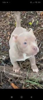 American bully micro, Dieren en Toebehoren, Ophalen, Zo goed als nieuw, Aluminium, Vogelkooi