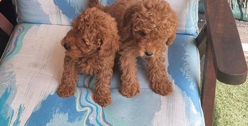 Toy  poedels, Dieren en Toebehoren, Honden | Chihuahua's en Gezelschapshonden, Reu, Poedel, Particulier, Meerdere, Nederland, 8 tot 15 weken