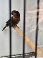 Twatwa pop 0-1 geringd 2018, Dieren en Toebehoren, Vogels | Overige Vogels, Vrouwelijk, Tropenvogel, Geringd