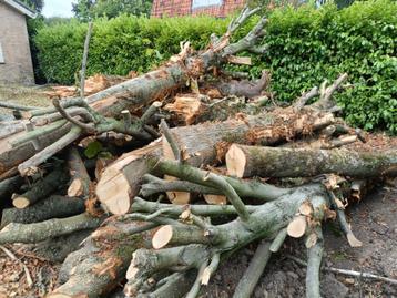 Boomstammen  haardhout ik denk 11 tot 16 kuub beschikbaar voor biedingen