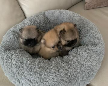Pomeriaan pups beschikbaar voor biedingen