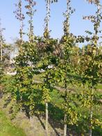Parrotia persica bomen, Tuin en Terras, Ophalen, Volle zon, Overige soorten