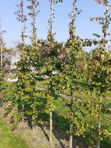Parrotia persica bomen beschikbaar voor biedingen