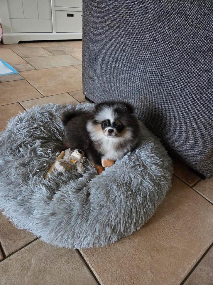Pomeriaan pup met stamboom teefje, Dieren en Toebehoren, Honden | Poolhonden, Keeshonden en Oertypen, Teef, Keeshond, Particulier