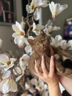 Britse korthaar kittens met stamboom, Meerdere dieren, Gechipt, 0 tot 2 jaar
