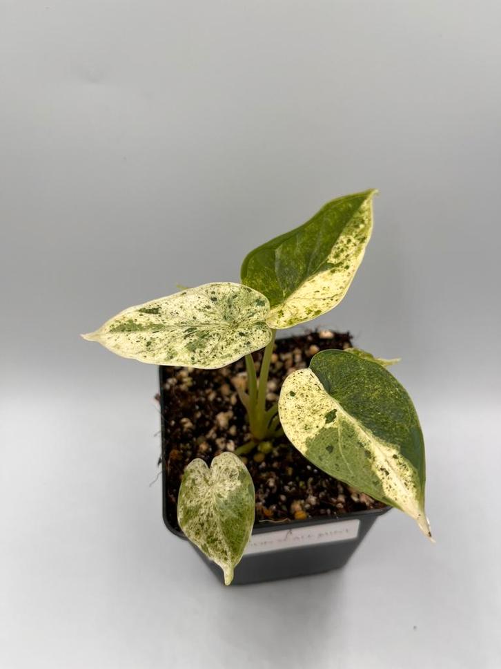 Alocasia Dragon scale mint variegata, Huis en Inrichting, Kamerplanten, Overige soorten, Minder dan 100 cm, Bloeiende kamerplant