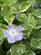 Vinca major bontbladig (Maagdenpalm), Bodembedekkers, Vaste plant, Ophalen of Verzenden, Halfschaduw