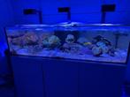 aqua medic lagoon 400 aquarium vol met Red Sea techniek, Ophalen, Zo goed als nieuw, Gevuld zeewateraquarium