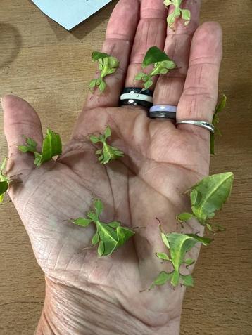 wandelend Blad nimfen phyllium Limogesï 21 sept houten beurs beschikbaar voor biedingen