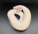 0.1 Ivory het Pied ball python regius te koop, Dieren en Toebehoren, Slang, Tam, 0 tot 2 jaar