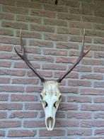 Mooi Herten Gewei Jacht Trofee Mancave Jagen c48, Ophalen, Hert, Gewei of Kop