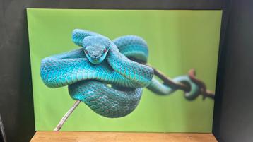 Slangen schilderij canvas 120x80 beschikbaar voor biedingen