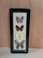 Ingelijste vlinders taxidermie, Ophalen of Verzenden