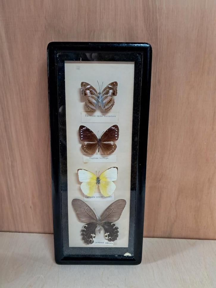 Ingelijste vlinders taxidermie, Antiek en Kunst, Curiosa en Brocante, Ophalen of Verzenden