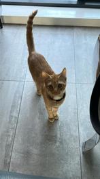 Kat Europees korthaar, Dieren en Toebehoren, Poes