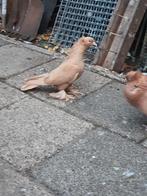Takla King Altin Portakal, Dieren en Toebehoren, Meerdere dieren, Tropenvogel