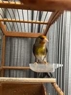 Bastaard Putter 2022 ( zang type widani), Dieren en Toebehoren, Vogels | Kanaries, Mannelijk, Bastaard
