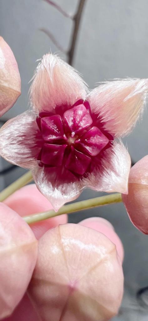 Hoya sulewasiana 🌱 ✂️, Huis en Inrichting, Kamerplanten, Minder dan 100 cm, Bloeiende kamerplant, Halfschaduw, Ophalen of Verzenden