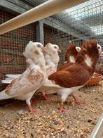 Te Koop, Dieren en Toebehoren, Meerdere dieren, Overige soorten