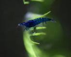Blue Velvet Aquarium garnalen, Dieren en Toebehoren, Vissen | Aquariumvissen