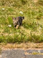 2 boerderijkittens met moeder, Dieren en Toebehoren, Katten en Kittens | Overige Katten, Kater