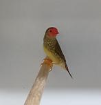 € 25-, Roodkop binsen astrilde  tropen tropische vogels, Dieren en Toebehoren, Vogels | Overige Vogels, Mannelijk, Tropenvogel