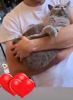 Britse korthaar (PINKY), Dieren en Toebehoren, Katten en Kittens | Overige Katten, Poes