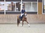 Mooie C pony, Ruin, Met stamboom