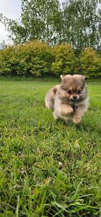 pomeriaan pups pomerian puppies, Dieren en Toebehoren, CDV (hondenziekte), Particulier, Meerdere, Keeshond