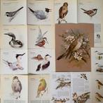 Themapakket ‘vogels’ 40 stuks, Ophalen of Verzenden, Gebruikt, Papier of Karton, Overige merken