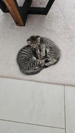 Auropeyscat 8 wekken geboren