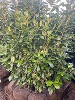 Haag Laurier, Prunus Novita met grote kluit, in 2 maten, Tuin en Terras, Planten | Struiken en Hagen, Ophalen, Laurier, Haag, 100 tot 250 cm