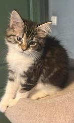 Maine Coon kittens, Dieren en Toebehoren, Katten en Kittens | Raskatten | Langhaar, Meerdere dieren, Ingeënt, 0 tot 2 jaar
