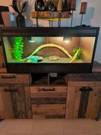 Baardagaam met terrarium, Dieren en Toebehoren, Hagedis, Met terrarium, 0 tot 2 jaar