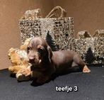 Kaninchen dwerg teckel pups, Dieren en Toebehoren, Honden | Teckels en Dashonden, Kaninchen, CDV (hondenziekte), 8 tot 15 weken