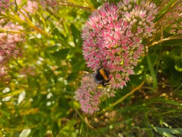 Onbespoten echte Vlinder en Bijen vaste planten beschikbaar voor biedingen