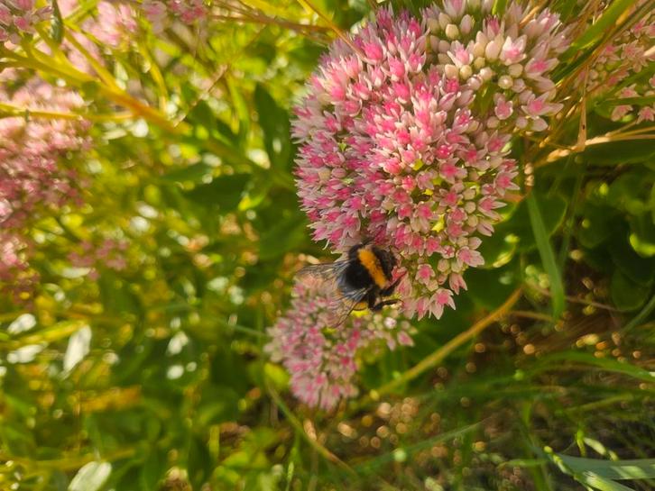 Onbespoten echte Vlinder en Bijen vaste planten, Tuin en Terras, Planten | Tuinplanten, Overige soorten, Ophalen