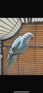 Halsbandsittich, Dieren en Toebehoren, Mannelijk, Parkiet, Tam