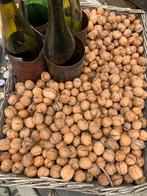Walnoten, vers en uiteraard biologisch eigen notenboom, Diversen, Levensmiddelen, Ophalen