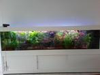 Gratis inloopspreekuur voor vragen over aquarium en planten, Ophalen of Verzenden, Nieuw, Plant(en), Steen of Hout